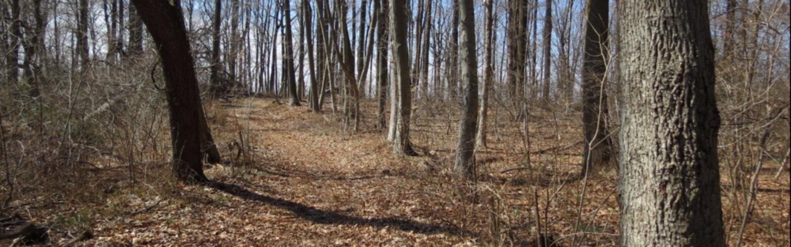 Hiking Delaware and Raritan Canal State Park Trails - panoramic view  tree outdoor grass forest wood landscape wooded plant dry nature area land
