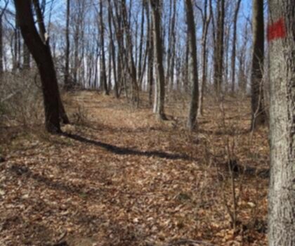 Delaware and Raritan Canal State Park Trails trail - hiking in Philadelphia & The Countryside  tree outdoor grass forest wood landscape wooded plant dry nature area land
