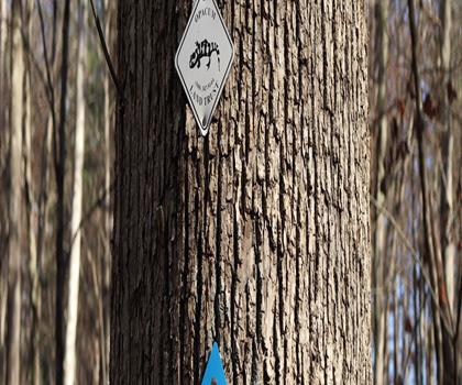 White Trail trail - hiking in Cape Cod