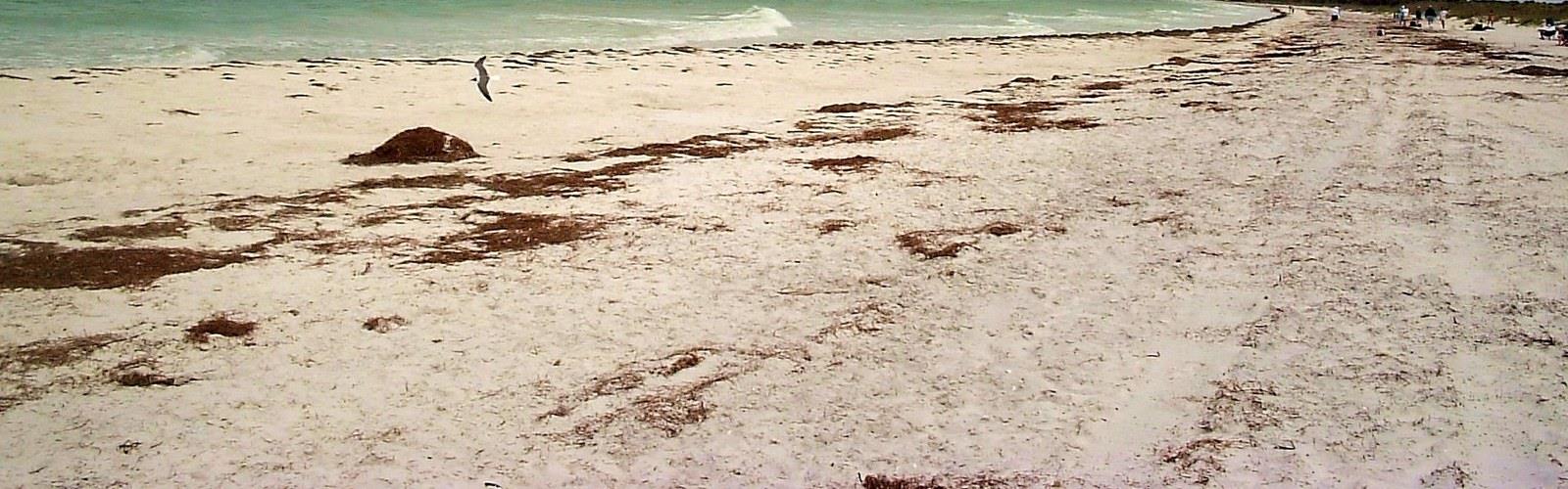 Caladesi Island State Park trail - hiking in Central West Florida