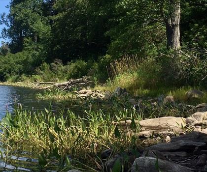 October Mountain State Forest trail - hiking in The Berkshires