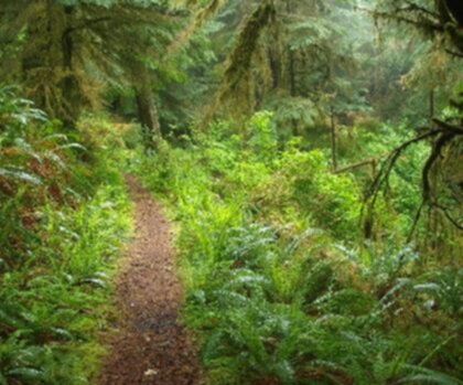 The Oregon Trail trail - hiking in Idaho  tree outdoor grass jungle vegetation plant old-growth forest rainforest nature reserve nature biome tropical and subtropical coniferous forests vascular plant woodland forest area lush wooded surrounded