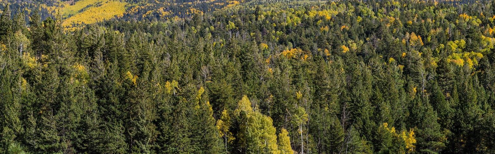 Hart Prairie trail - hiking in Northern Arizona