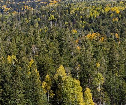Hart Prairie trail - hiking in Northern Arizona