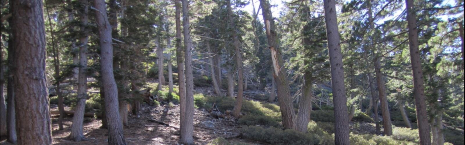 Ontario Peak Trail trail - hiking in Inland Empire