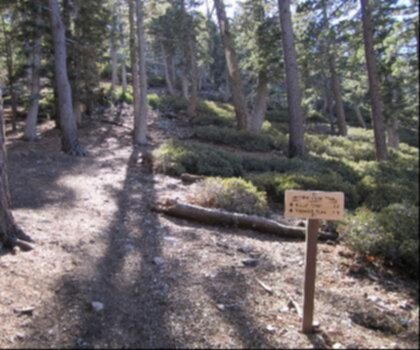 Ontario Peak Trail trail - hiking in Gold Country  tree outdoor ground plant woodland jungle grove conifer forest wood area wooded shade