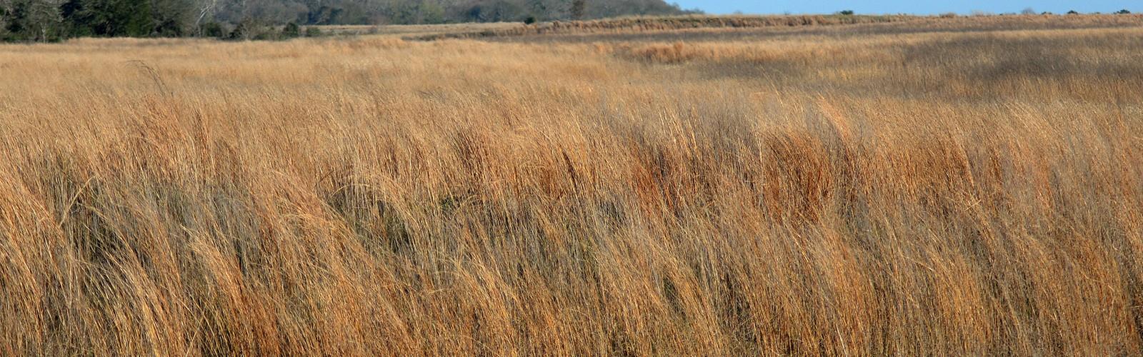 Sentier Attwater Prairie Chicken National Wildlife Refuge - randonnée en Big Bend Country