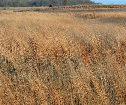 Sentier Attwater Prairie Chicken National Wildlife Refuge - randonnée en Big Bend Country
