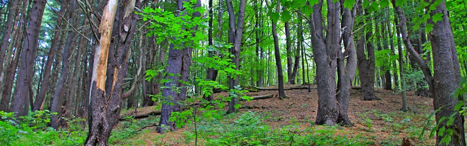 Quaker Lake trail - hiking in Coldspring