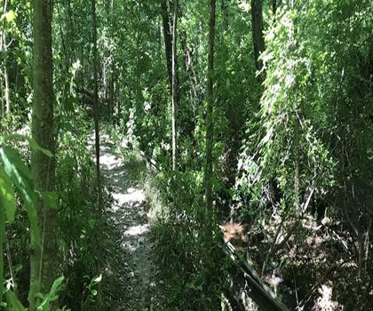 Wompatuck State Park trail - hiking in South Shore
