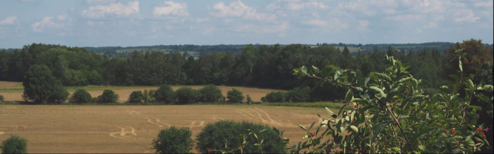 Randonnée Central Ontario Loop Trail - vue panoramique  tree outdoor grass sky cloud plant lush surrounded day