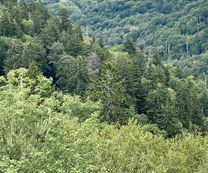 Smoky Mountains trail - hiking in Mountains