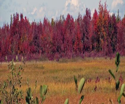 Sentier Sunkhaze Meadows National Wildlife Refuge - randonnée en Comté d'Aroostook