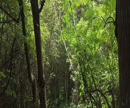 White Cedar Swamp Trail trail - hiking in Cape Cod