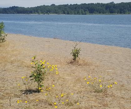 Sauvie Island trail - hiking in Portland Region