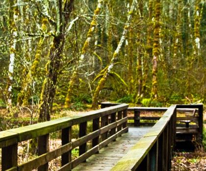 Wildwood Recreation  trail - hiking in Mt. Hood & Columbia River Gorge