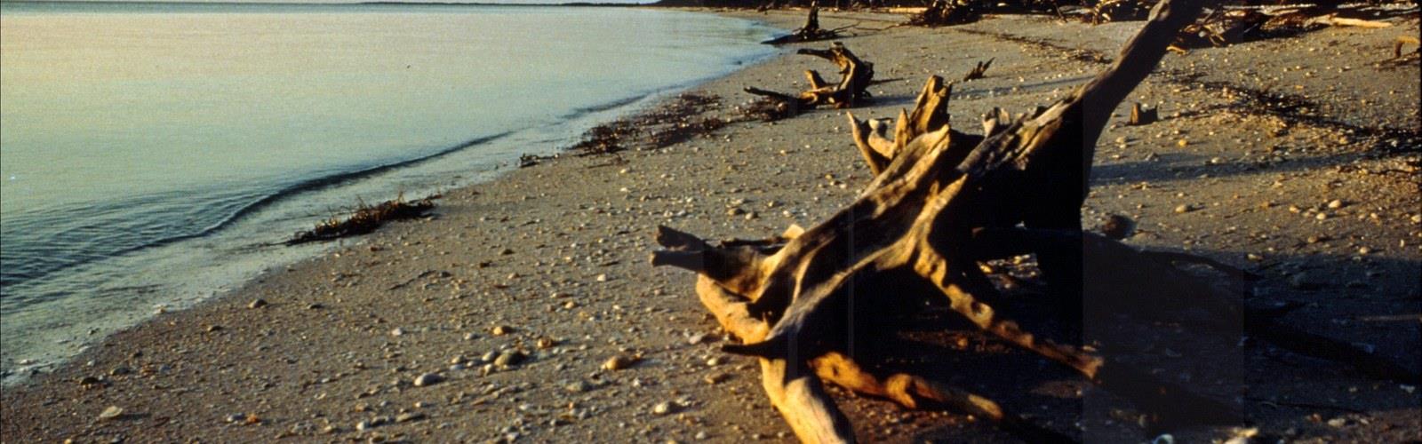 Cape Sable