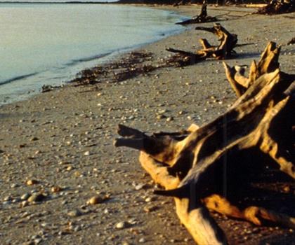 Cape Sable trail - hiking in Southeast Florida