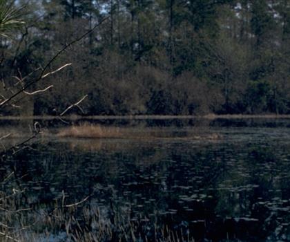 Big Thicket National Preserve trail - hiking in Piney Woods