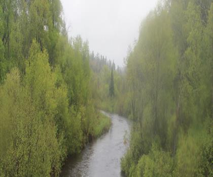 Moose River trail - hiking in Leatherstocking Region