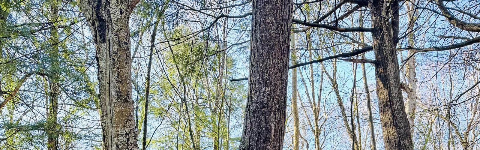 Odell Park trail - hiking in Lower Saint John River Valley