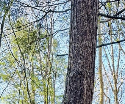 Odell Park trail - hiking in Lower Saint John River Valley