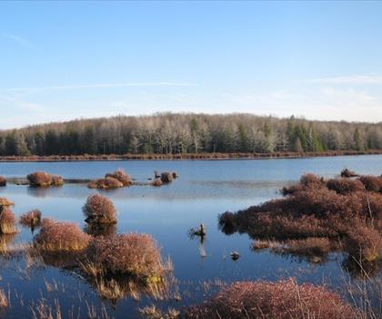 Black Moshannon State Park trail - hiking in Pennsylvania Dutch Country
