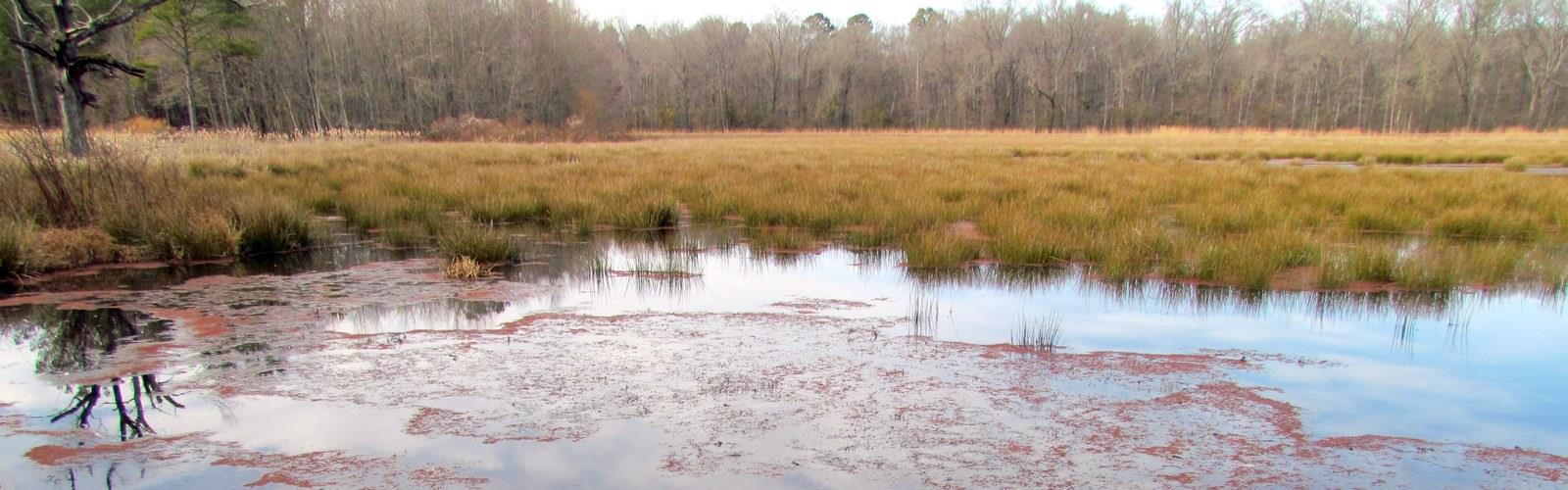 Sentier Pee Dee National Wildlife Refuge - randonnée en Piedmont