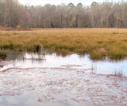 Pee Dee National Wildlife Refuge trail - hiking in Piedmont