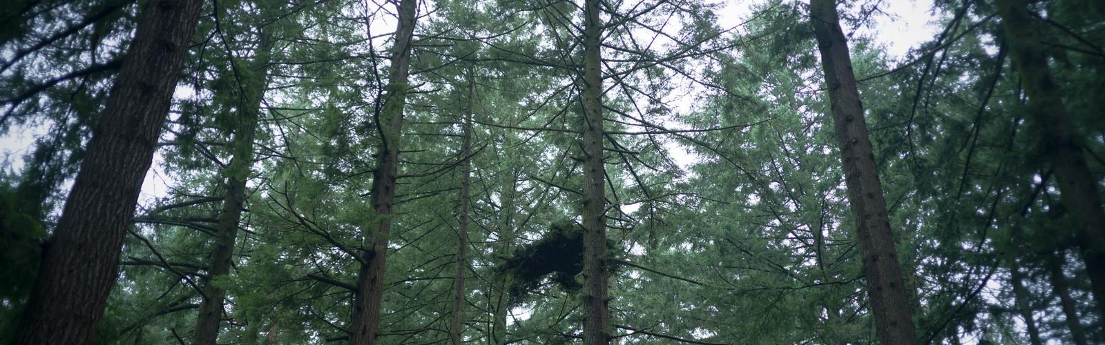 Hoyt Arboretum trail - hiking in Portland Region