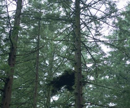 Hoyt Arboretum trail - hiking in Portland Region