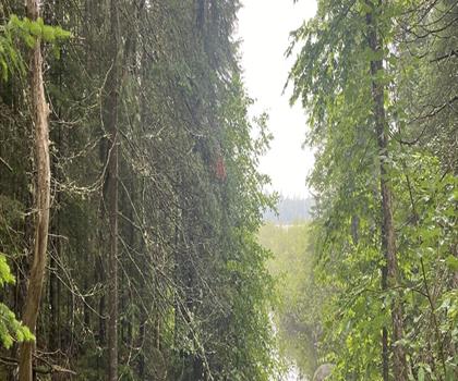 Cedar River trail - hiking in Adirondacks
