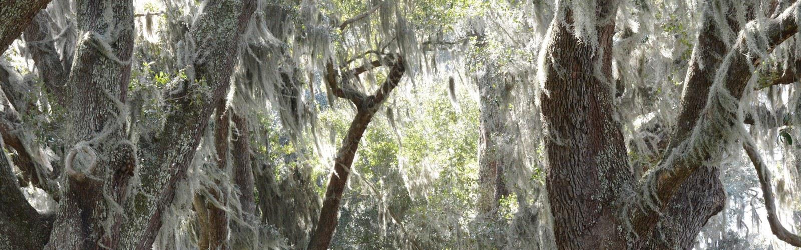 St. Simons Island trail - hiking in Coastal Georgia