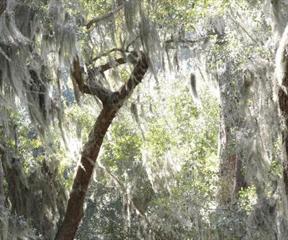 St. Simons Island trail - hiking in Coastal Georgia