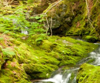 Dickson Falls trail - hiking in Albert County