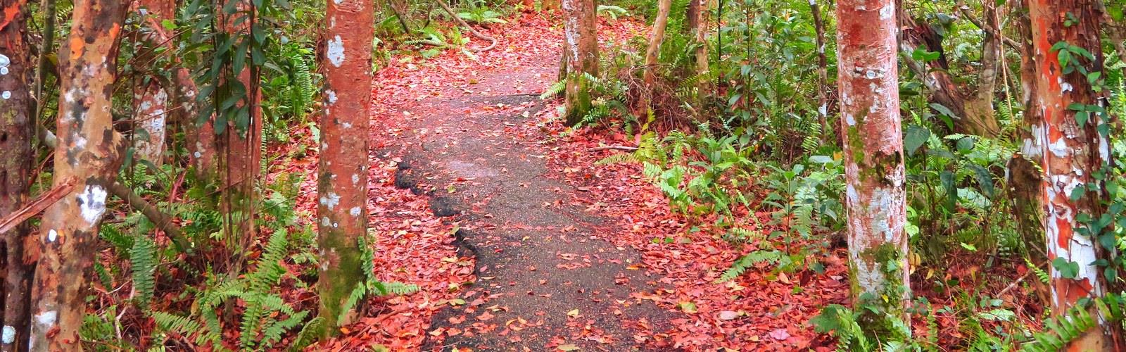Gumbo Limbo Trail trail - hiking in Southeast Florida