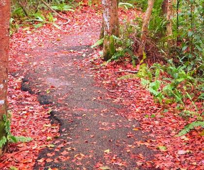 Gumbo Limbo Trail trail - hiking in Southeast Florida