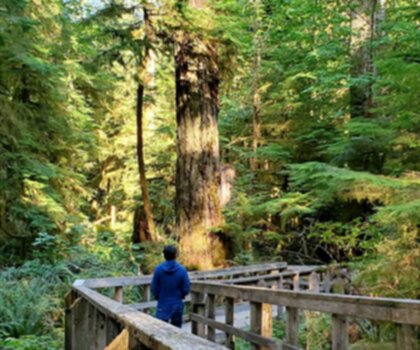 Sentier Cathedral Grove - MacMillan Provincial Park - randonnée en Île de Vancouver