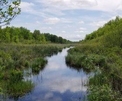 Dewberry Trail trail - hiking in Ottawa and Countryside