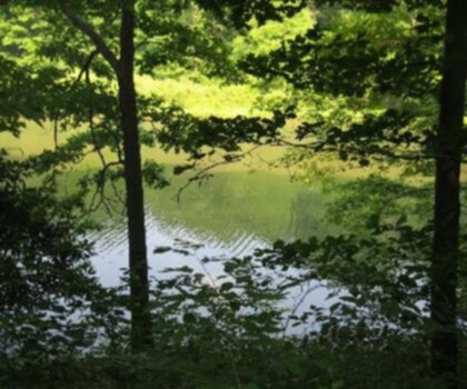 Sentier Laurel Hill, Pennsylvania - randonnée en Pennsylvania  tree outdoor water nature landscape plant sky lake wooded