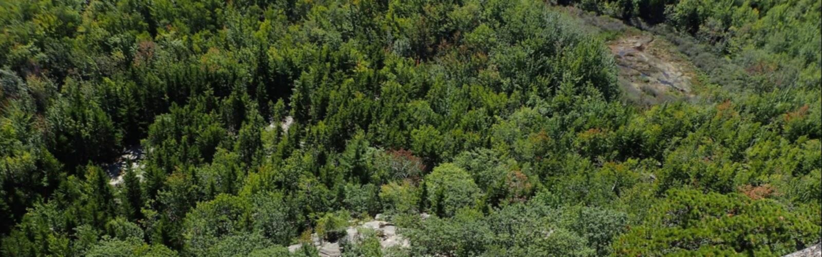 Hiking The Beehive, Maine - panoramic view  tree outdoor forest plant nature landscape conifer wooded spruce evergreen balsam fir wood lush area hillside surrounded
