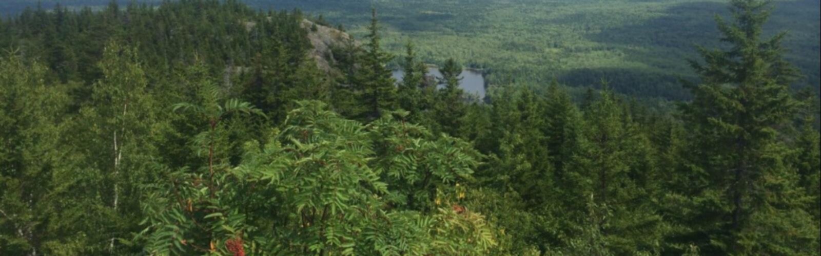 Penobscot Mountain, Maine trail - hiking in Down East & Acadia