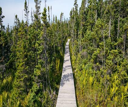 Cape Breton Highlands trail - hiking in Cape Breton Island