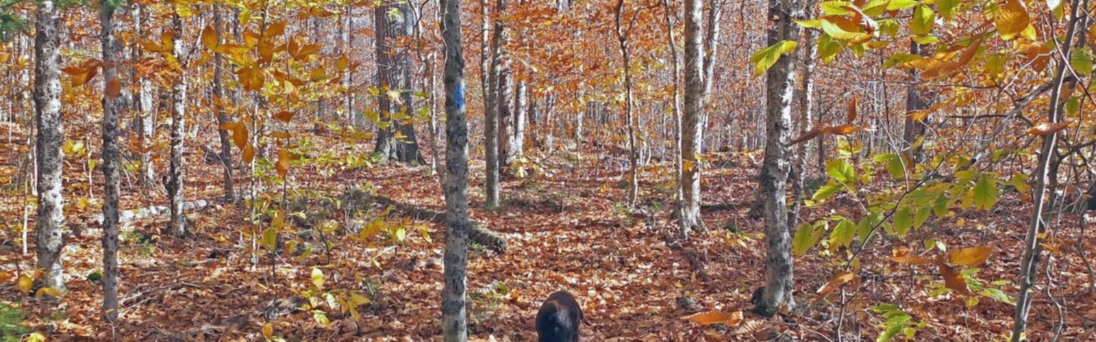 Hiking Frye Mountain, Maine - panoramic view  tree outdoor plant fall deciduous leaf autumn park maple wood birch forest wooded