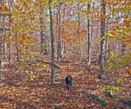Frye Mountain, Maine trail - hiking in Kennebec Valley  tree outdoor plant fall deciduous leaf autumn park maple wood birch forest wooded