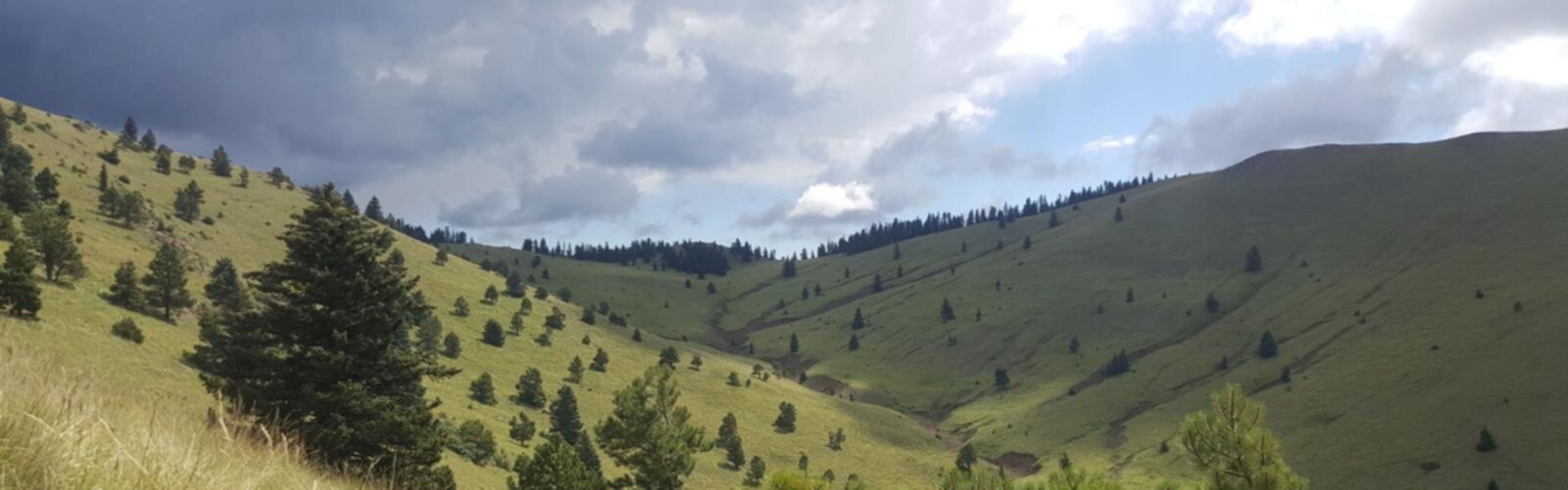 Randonnée Gooseberry Mountain, New York - vue panoramique  grass sky outdoor tree cloud nature sheep landscape mountain plant hill cloudy pasture lush hillside day highland