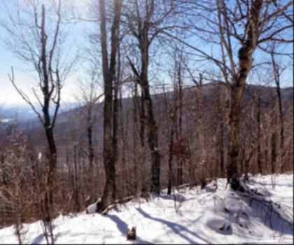 Butterfield Mountain trail - hiking in Central Vermont