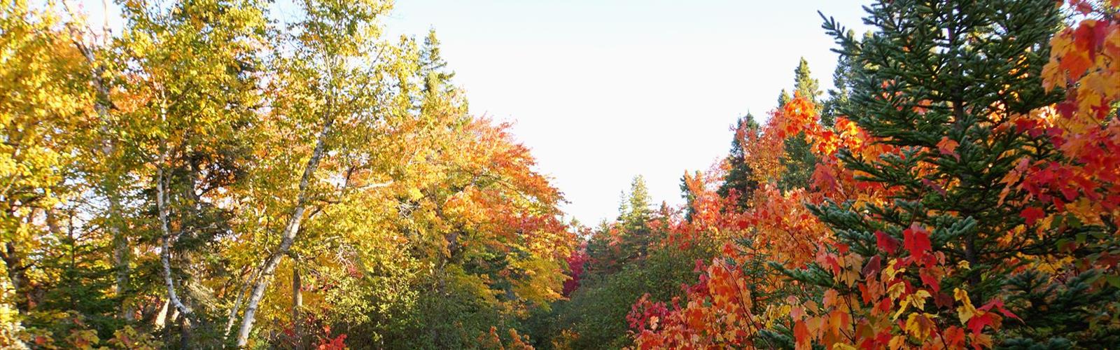 Mary Ann Falls trail - hiking in Cape Breton Island