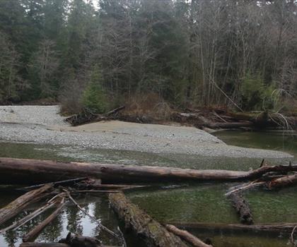Sentier Carmanah Valley - randonnée en Île de Vancouver