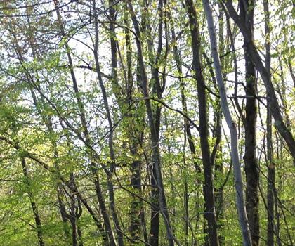 Point Mountain trail - hiking in Highlands Region